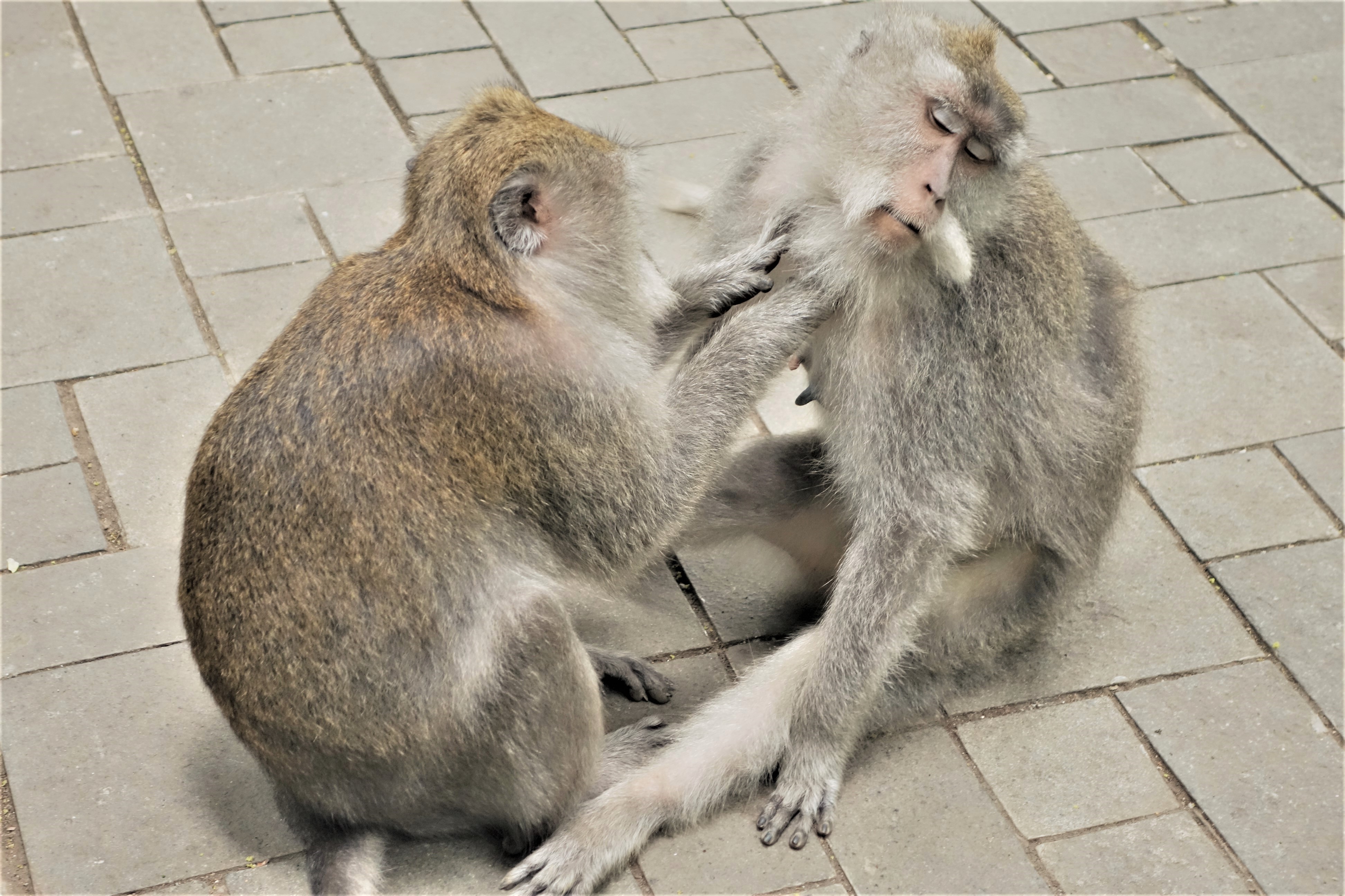 Ubud monkeys